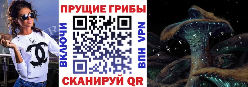 Псилоцибиновые грибы Psilocybe  Купить закладки  Новомичуринск 
